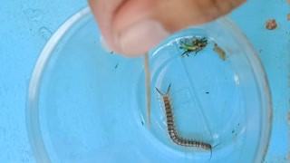 Vietnamese Centipede