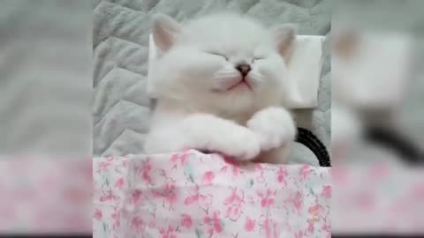 Babby cat best funny video