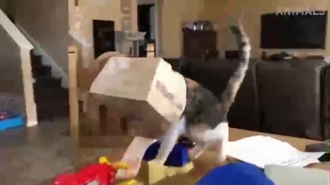 🐾 Pawsitively Hilarious Cat Compilation 🐱 v2 | Laugh Until You Purrr!