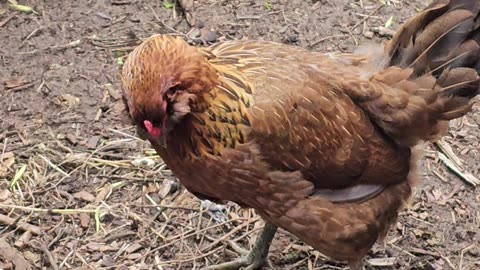 OMC! Precious Brownie comes to say hello with just a peep and then prances away! #chickenlife #shorts