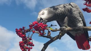 Nemo enjoying some rowan berries outside