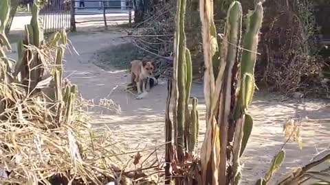 Dog VS. TIGER