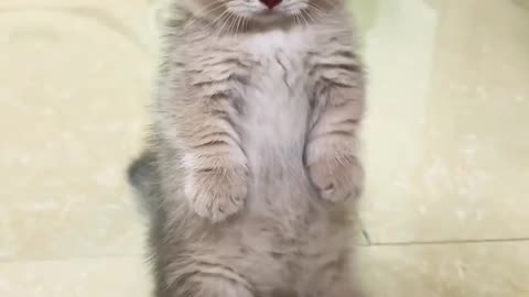 Cutie kitten