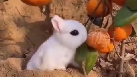 funny animal videos part 2