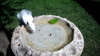 White Squirrel Sipping Water