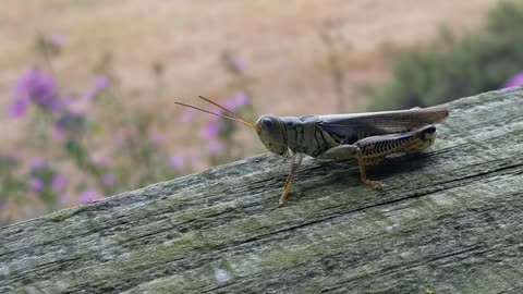 Grasshopper