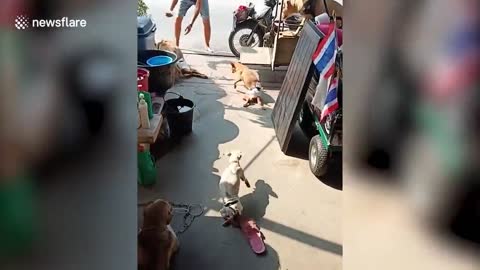 Disabled dogs relax on cushions while riding train of carts in Thailand