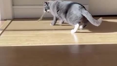 the cat walks funny around the house