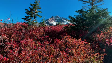 BITE-SIZED WILDS | TRIPLE DOSE OF AUTUMN ALPINE AWESOMENESS @ Mount Hood! | Timberline | Oregon | 4K