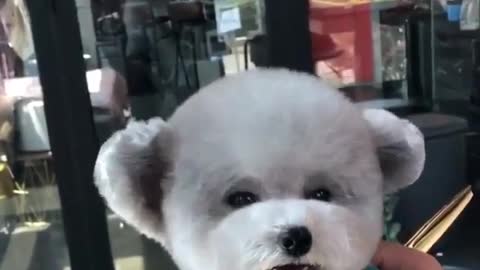 Dog haircut