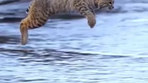 TIGER pub jump viral video clip for animal lover