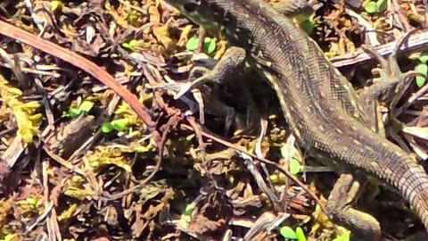 Beautiful little mini lizard.