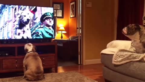 UNBELIEVABLE. Bulldogs Cheer On Stray Canine In Budweiser Commercial.