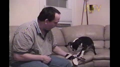 Dog Helps Man Practice CPR On A Puppet