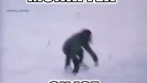 Monkey does a flip!