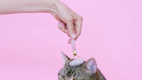 massaging a cat with a facial roller