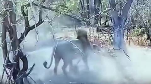 #lion attacks wild dog #wild animals #wildlife #shorts