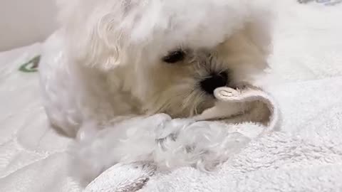 Puppy Jenny's so cute video (8)