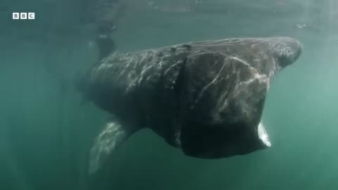 Where Do These Ocean Giants Disappear To North Atlantic The Dark Ocean 4K UHD BBC Earth_360P