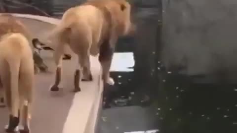 lion fall in water !! funny lion video