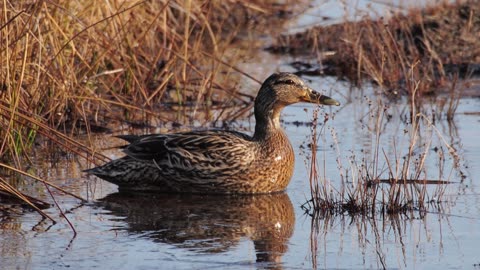 The Mallard: Close Up HD Footage (Anas platyrhynchos)