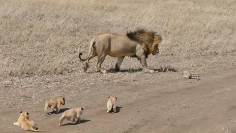 Lion dad trie to ditch his kids