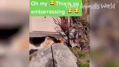 Funniest animals dog and cats funny Best video😆😁😊🤥🙂🤓🤗🤣😄