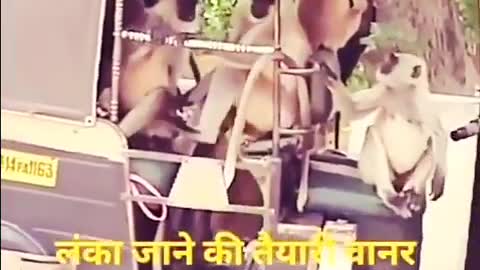 New Funny Animal WhatsApp Status 🤣| Zili Funny Video Status || Monkey & Cat funny status | new