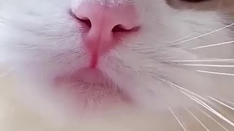 Cat Meowing