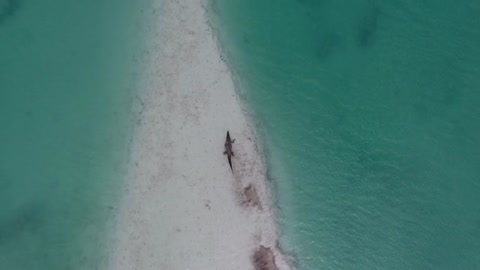 Crocodile resting to continue its journey