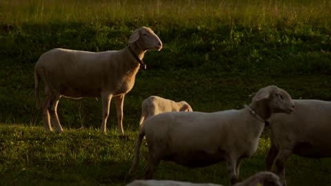 Cute sheep in a field with sunshine