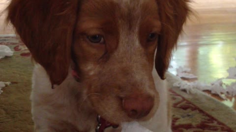 Puppy making a big mess gets caught red-handed