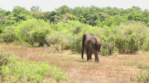 Elephant in Yala National Park, Sri Lanka