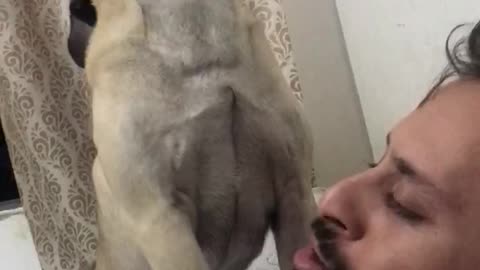 Duet With Pug Dog