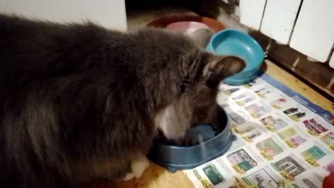 Focused Foodie: Temka the Cat Enjoys His Meal Without Distractions!