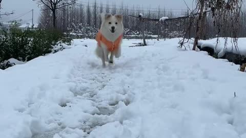 A dog playing with snow