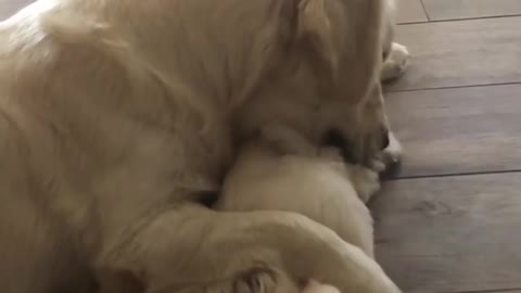 Golden Retriever Preciously Cuddles Little Puppy