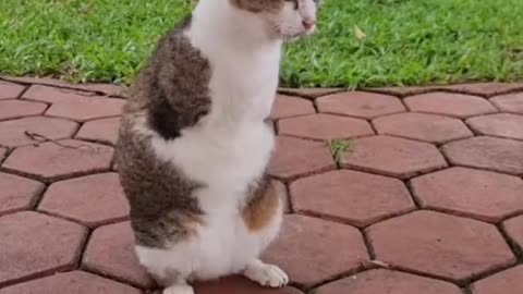 This cat has no front legs and tail.