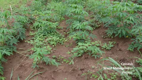 Six steps to harvesting more than 20 tons per hectare of cassava