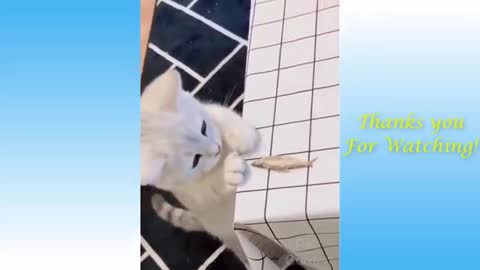 Funny pets compilations ( funny pets)