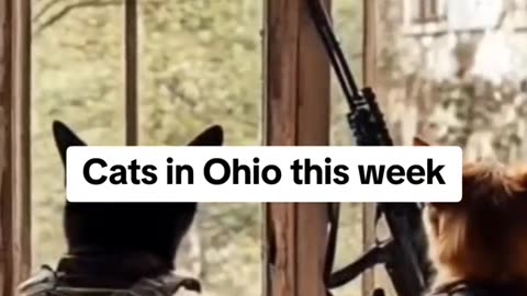 Cats of Ohio it’s Go time !!! 😂 (Comedy)