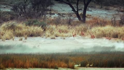 WORLD’S FASTEST ANIMALS FAIL! Grant’s Gazzele Take Down Cheetah With Horns, Lion Hunt Imapala Fail