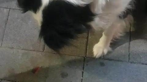 Border Collie, the genius dog, understands the words.