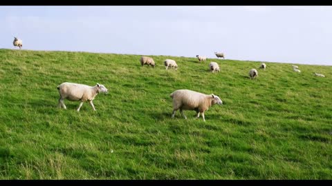 Sheep in Westerhever in Germany