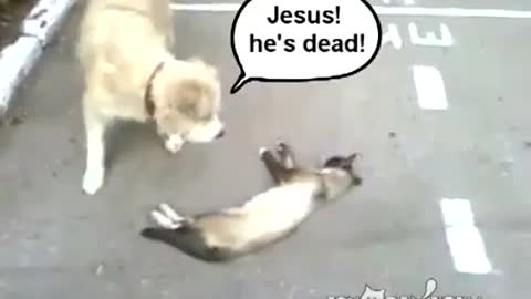 Cat Plays a Prank on Dog by pretending to be dead. So Funny