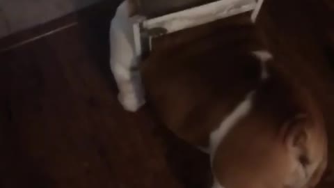 Collab copyright protection - bulldog gets stuck in his doggy door