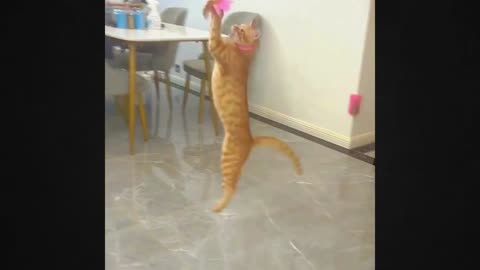 A Cat-Catching Rod Launches into Playful Action