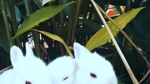 Cute Rabbits