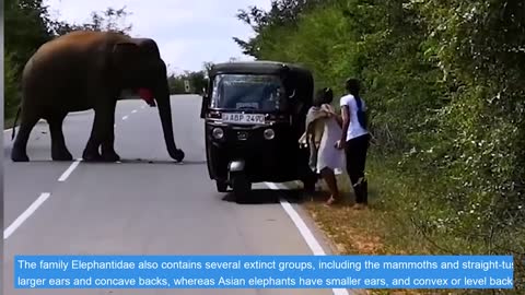 Angry Elephant Destroys ALL Vehicles (1080 HD)