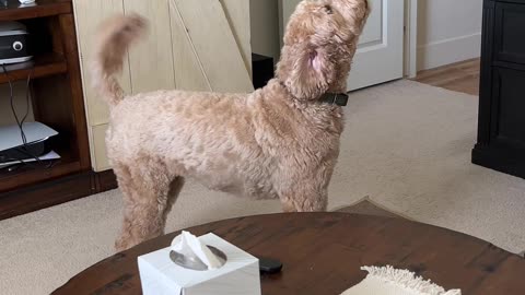 Dog Hates Slow Ceiling Fan